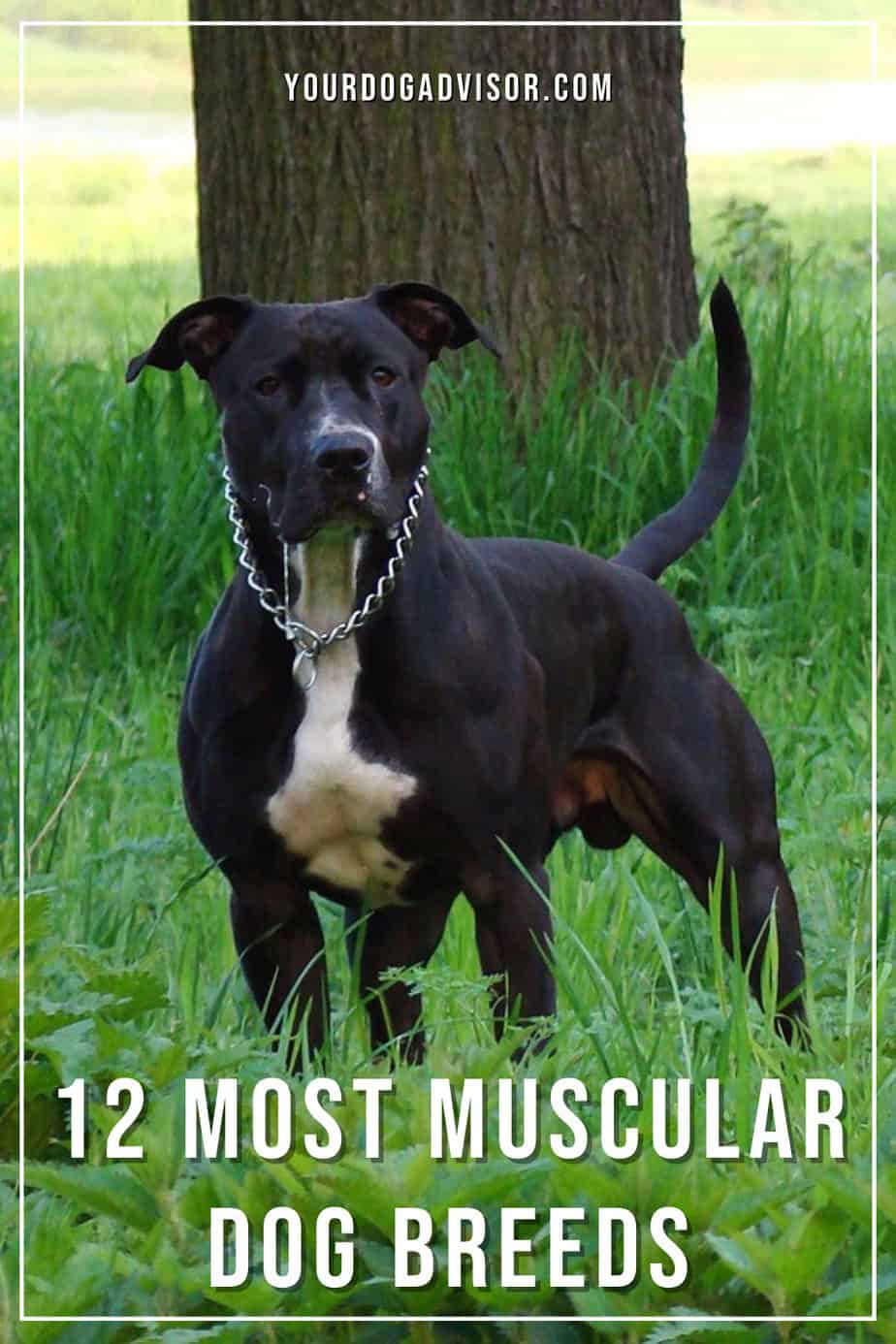 12 Most Muscular Dog Breeds Your Dog Advisor