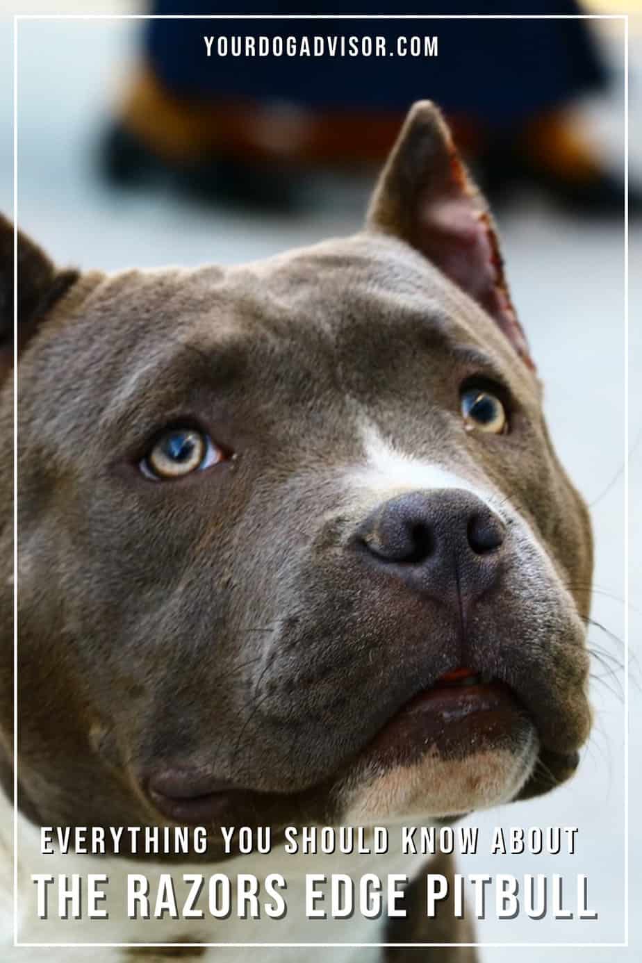 Razors Edge Pitbull Dog Breed Information Guide Your Dog Advisor