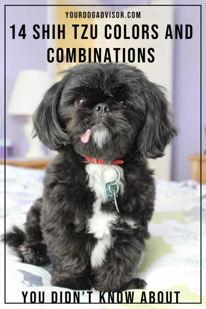 Shih Tzu Colors 1 Shih Tzu Colors 1