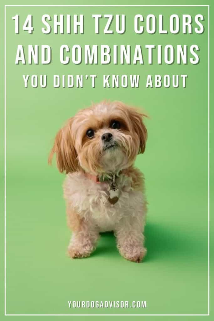 Shih Tzu Colors 2 Shih Tzu Colors 2