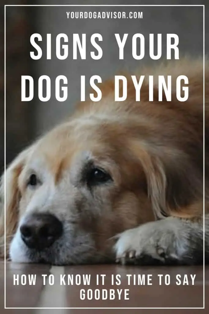 Signs your dog is dying 1