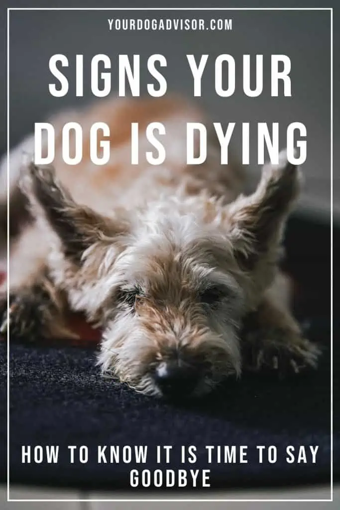 Signs your dog is dying 2