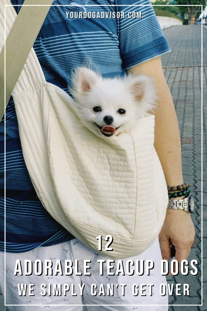 Teacup dogs 2 Teacup dogs 2