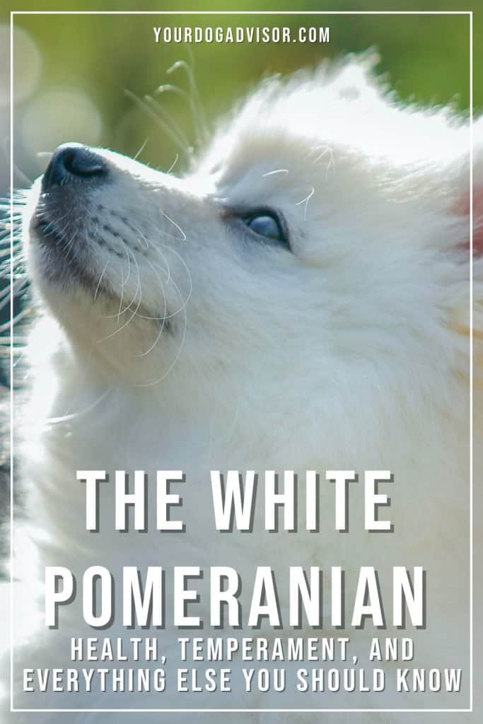 White Pomeranian 2 White Pomeranian 2