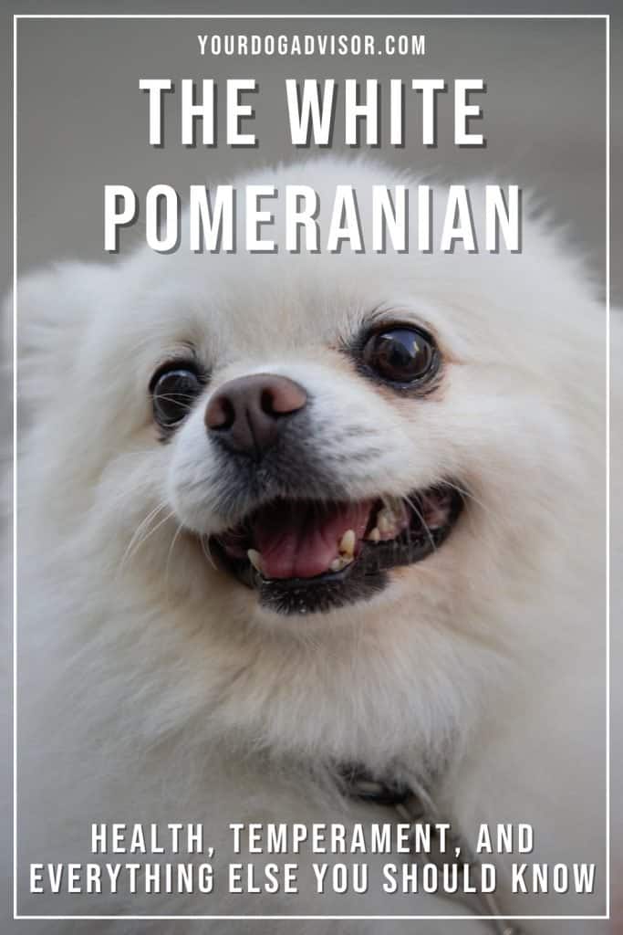 white Pomeranian 1 white Pomeranian 1