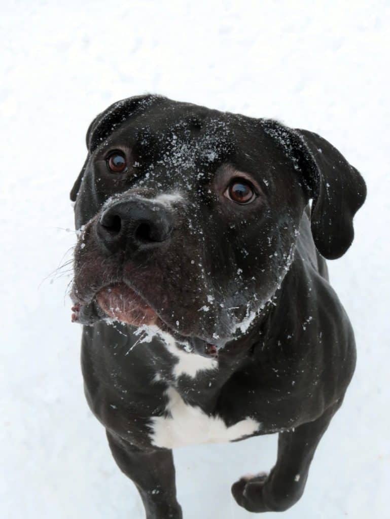 1 a black pitbull in snow 1 a black pitbull in snow