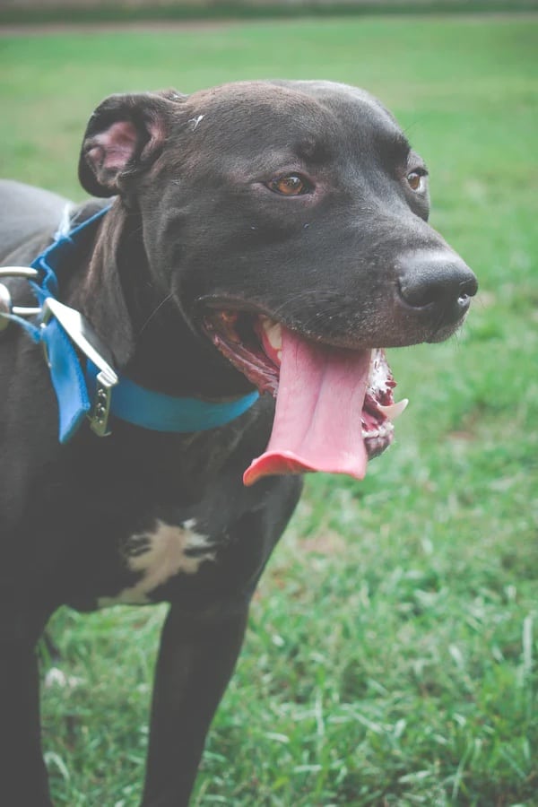 2 a black pitbull with a blue collar 2 a black pitbull with a blue collar