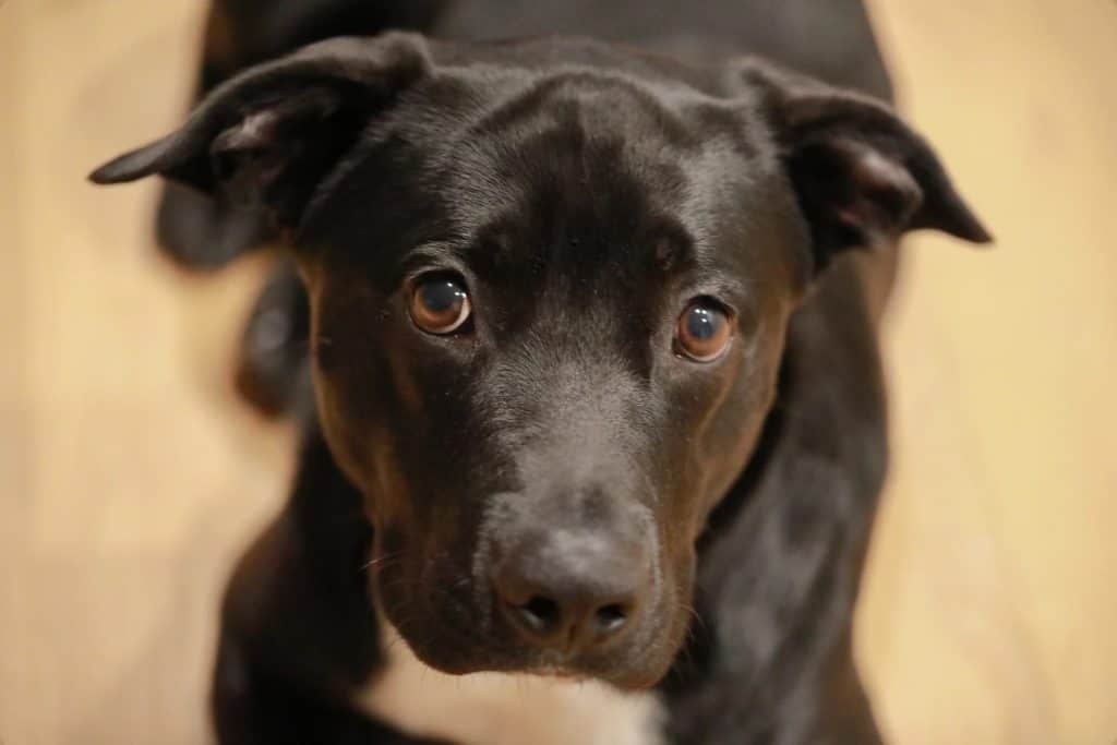 3 a black pitbull laying down 3 a black pitbull laying down