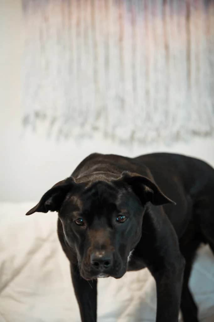 4 a black pitbull against a white background 4 a black pitbull against a white background
