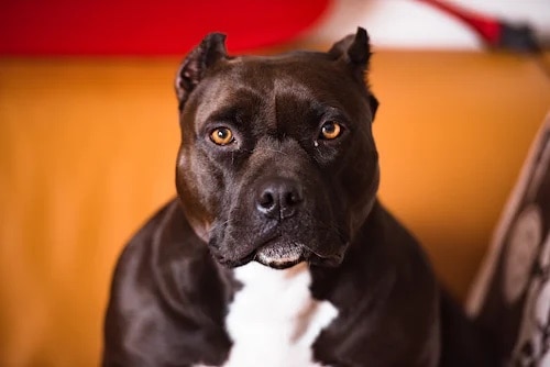 5 a black pitbull with yellow eyes 5 a black pitbull with yellow eyes