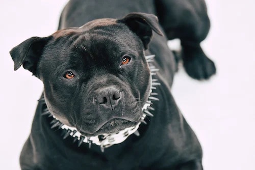 6 a black pitbull with a spike collar 6 a black pitbull with a spike collar