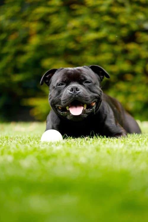 7 a black pitbull laying in grass 7 a black pitbull laying in grass