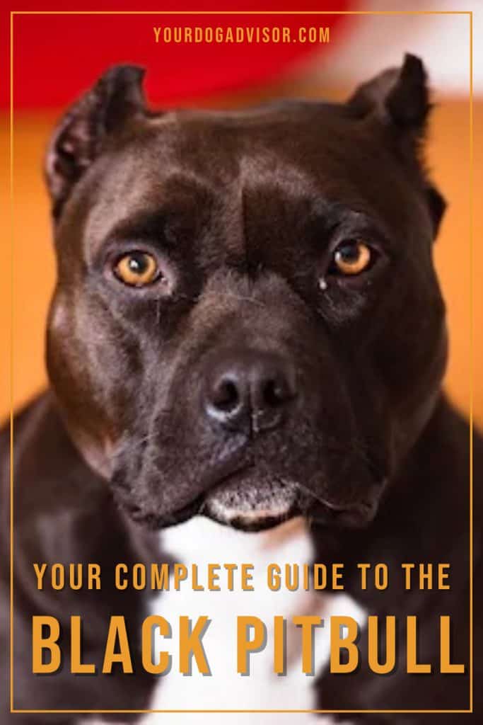 Black Pitbull 1 Black Pitbull 1