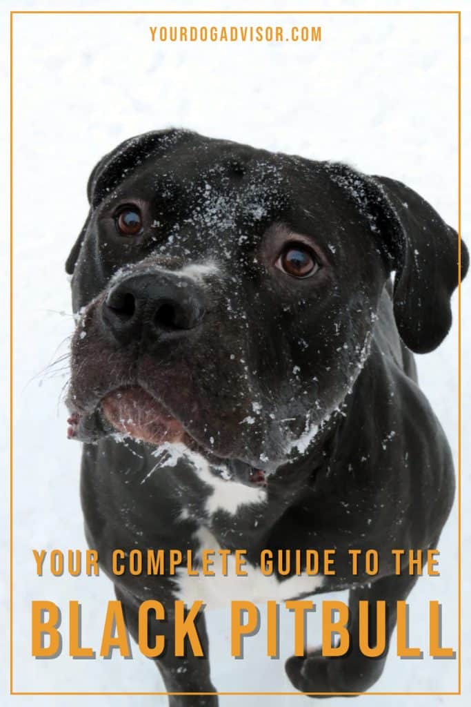 Black Pitbull 2 Black Pitbull 2